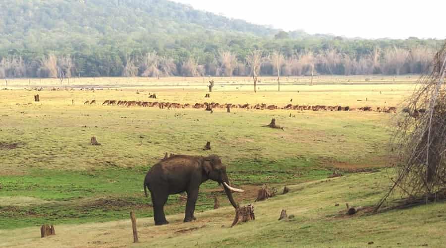 Nagarhole National Park